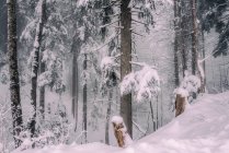 Hermoso bosque de invierno con árboles cubiertos de nieve - foto de stock