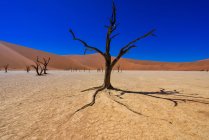 Vista panorámica de las dunas de arena en el desierto, Deadvlei, Namib Naukluft National Park, Namibia - foto de stock