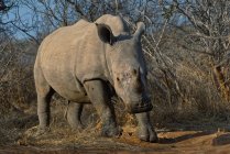 Rhino de pé no mato, Kruger National Park, Mpumalanga, África do Sul — Fotografia de Stock