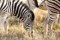 Vista panorâmica do pastoreio de Zebra, Parque Nacional de Etosha, Namíbia — Fotografia de Stock