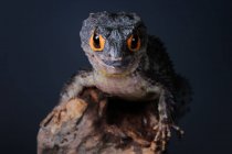 Crocodilo skink em um ramo, vista close-up, foco seletivo — Fotografia de Stock