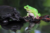 White lipped tree frog sitting on a rock by a lake, blurred background — Stock Photo