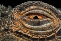Close-up of a lizard's eye against black background — Stock Photo