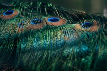 Close-up of peacock feathers, blurred background — Stock Photo