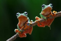 Deux grenouilles volantes Wallace sur une branche, fond flou — Photo de stock