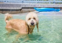 Goldendoodle cão de pé no oceano, vista close-up — Fotografia de Stock