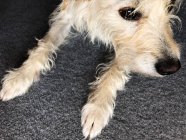 Vista ravvicinata di un cane le piccole zampe — Foto stock