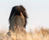 Vista trasera de un león sentado en el monte, Kgalagadi Transfrontier Park, Sudáfrica - foto de stock