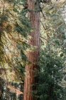 Vista panorámica del bosque en el Parque Nacional Sequoia, California, América, EE.UU. - foto de stock
