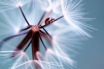 Coccinelle sur une fleur, mise au point sélective macro shot — Photo de stock