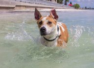 Mixed breed dog running in ocean, closeup view — Stock Photo