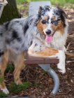 Portrait of a wet Australian Shepherd puppy dog leaning on a bench — Stock Photo