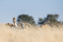 Löwe liegt auf dem Rücken im Busch, Südafrika — Stockfoto
