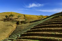 Malerischer Blick auf terrassenförmig angelegtes Zwiebelfeld, Majalengka, Westjava, Indonesien — Stockfoto