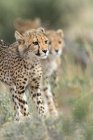 Portrait of adolescent cheetahs with a she-cheetah, Melkvlei, Northern Cape, South Africa — Stock Photo