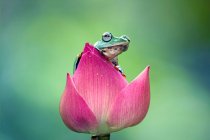 Nahaufnahme eines niedlichen Frosches auf einem Ast — Stockfoto