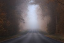 Vue panoramique de la route boisée dans le brouillard, Lituanie — Photo de stock