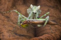 Vista de cerca de Mantis con su presa, borrosa - foto de stock