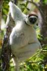 Weiße Sifaka in einem Baum, Isalo-Nationalpark, Madagaskar — Stockfoto