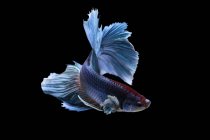 Primo piano vista di maestosi pesci betta su sfondo nero — Foto stock