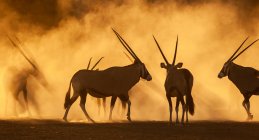 Silhouette di orice nella polvere al tramonto, Sud Africa — Foto stock