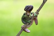 Lumaca su una rana albero cassonetto, sfondo sfocato — Foto stock