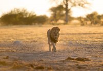 Лев ходит по дикой природе, Ботсвана — стоковое фото