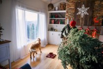 Man with dog holding fir tree in living room — Stock Photo