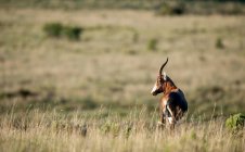 Bontebok Damaliscus pygargus in piedi nel bush, Sud Africa — Foto stock