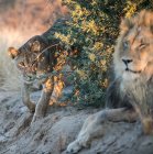 Löwin nähert sich einem Löwen, Distrikt Kgalagadi, Botswana — Stockfoto