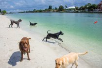 П'ять собак грають на синьому пляжі в — стокове фото