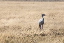Vista panoramica su Blue Crane, Parco nazionale di Etosha, Namibia — Foto stock