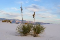 Vista panorámica de las plantas de Soaptree, White Sands National Monument, Nuevo México, América, EE.UU. - foto de stock
