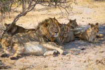 Orgullo de leones descansando bajo un árbol, Parque Nacional Makgadikgadi Pans, Botswana - foto de stock