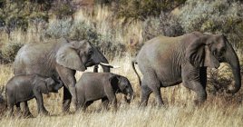 Manada de elefantes con terneros de elefante, Sudáfrica - foto de stock