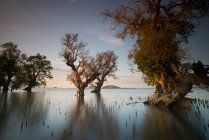 Мальовничий вид на мангрових дерев, Потоано, Сумбава, Західний Нуса Тенґгара, Індонезія — стокове фото