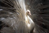 Closeup portrait of a beautiful white peacock — Stock Photo