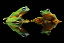 Portrait of two flying frogs, reflecting in water — Stock Photo