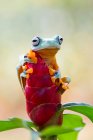 Gros plan d'une jolie grenouille sur une fleur — Photo de stock