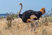 Retrato de uma avestruz, Parque Nacional Kruger, Mpumalanga, África do Sul — Fotografia de Stock