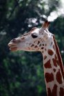 Primo piano di una testa di giraffa, Indonesia — Foto stock