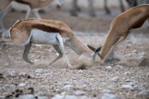 Two springboks fighting, Namibia — Stock Photo