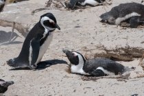 Primer plano de Gentoo pingüino en la playa de arena - foto de stock