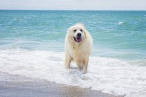 Grand chien des Pyrénées debout dans l'océan, États-Unis — Photo de stock