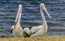Dois pelicanos capturados na natureza selvagem — Fotografia de Stock