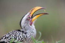 Hornbill de bico amarelo com comida na boca, contra fundo desfocado — Fotografia de Stock