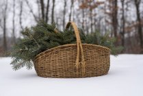 Корзина, заполненная сосновыми ветвями в лесном снегу — стоковое фото