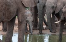 Стадо слонів і слон теля, пити на waterhole, Аддо, східному Кейптауні, Південна Африка — стокове фото