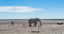 Elephants, springbok and wildebeest in desert, Etosha National Park, Namibia — Stock Photo