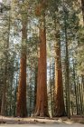 Vista panorâmica do Parque Nacional Sequoia, Califórnia, América, EUA — Fotografia de Stock